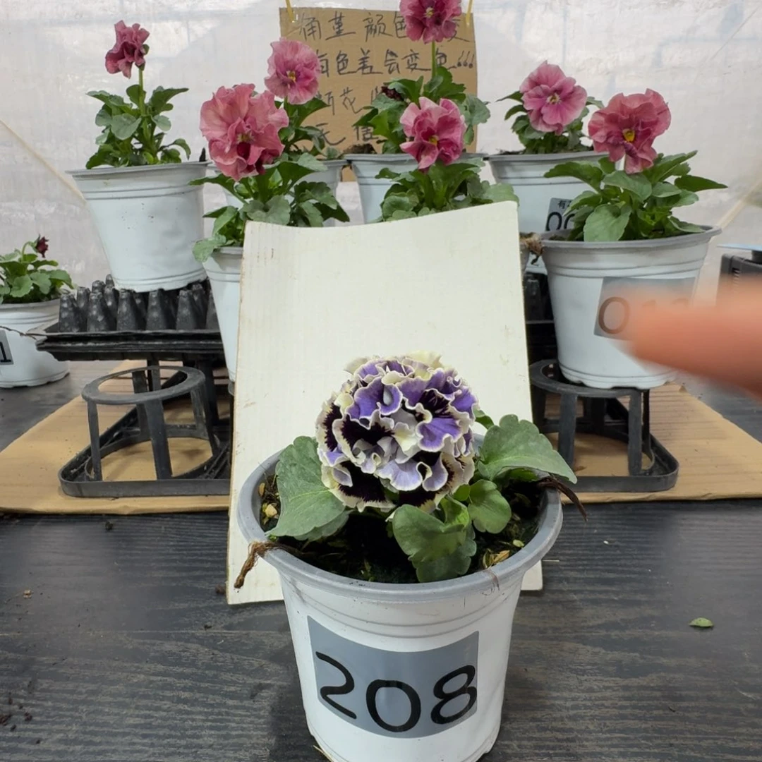 全部花朵208号德古拉