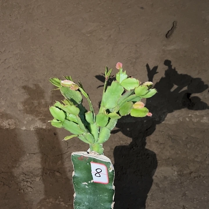 春***天当前无花栽培后可以开花057  8