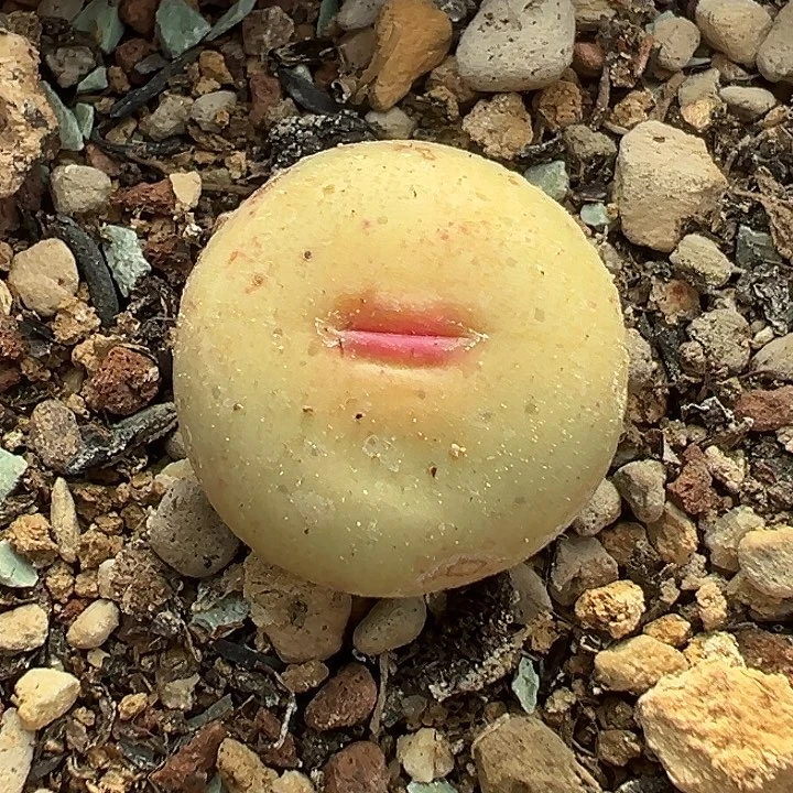 无花朵380号小红嘴