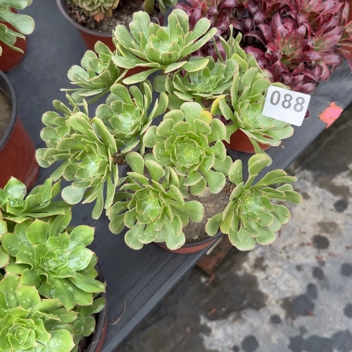 李****多肉植物绿法师088