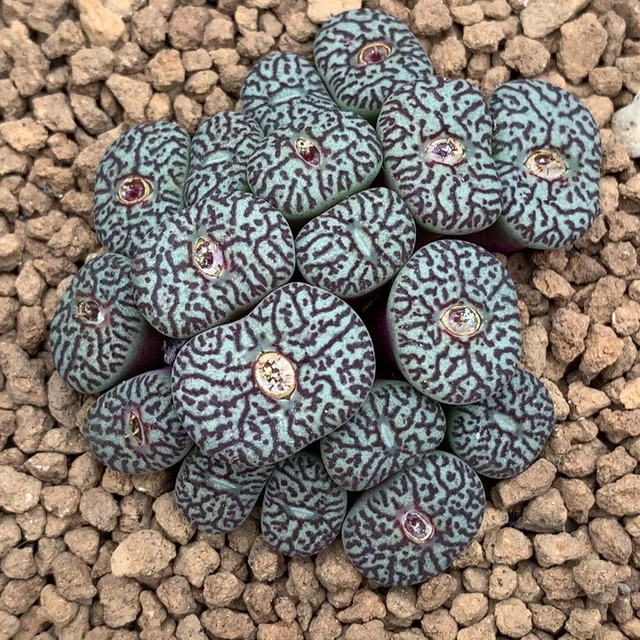 精品多肉植物精品18头墨小锥