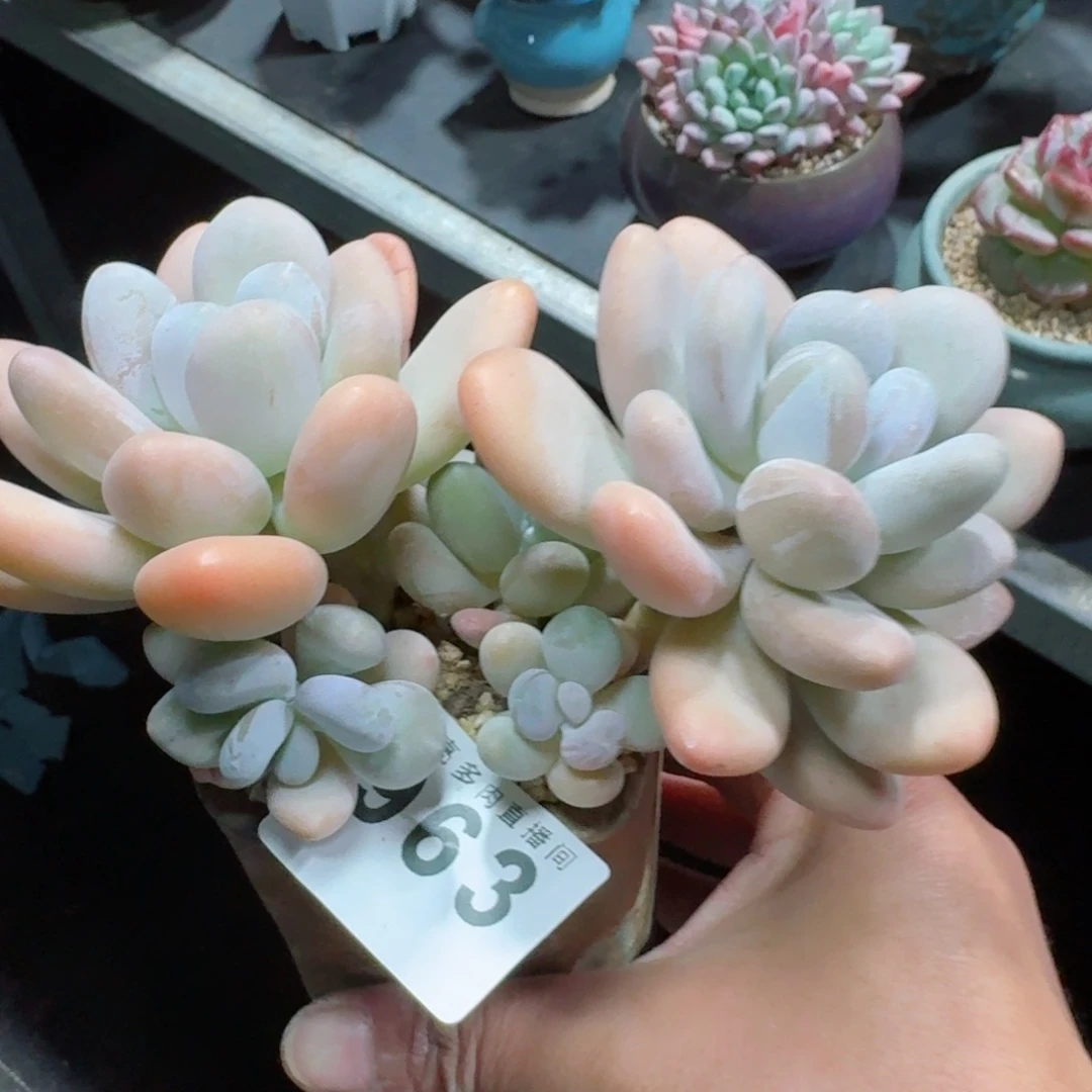 橙雪球老桩          摇身一变高富帅，一夜暴富动作快