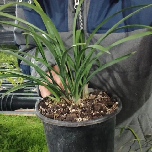 N***0完全开放五苗花开富贵兰花