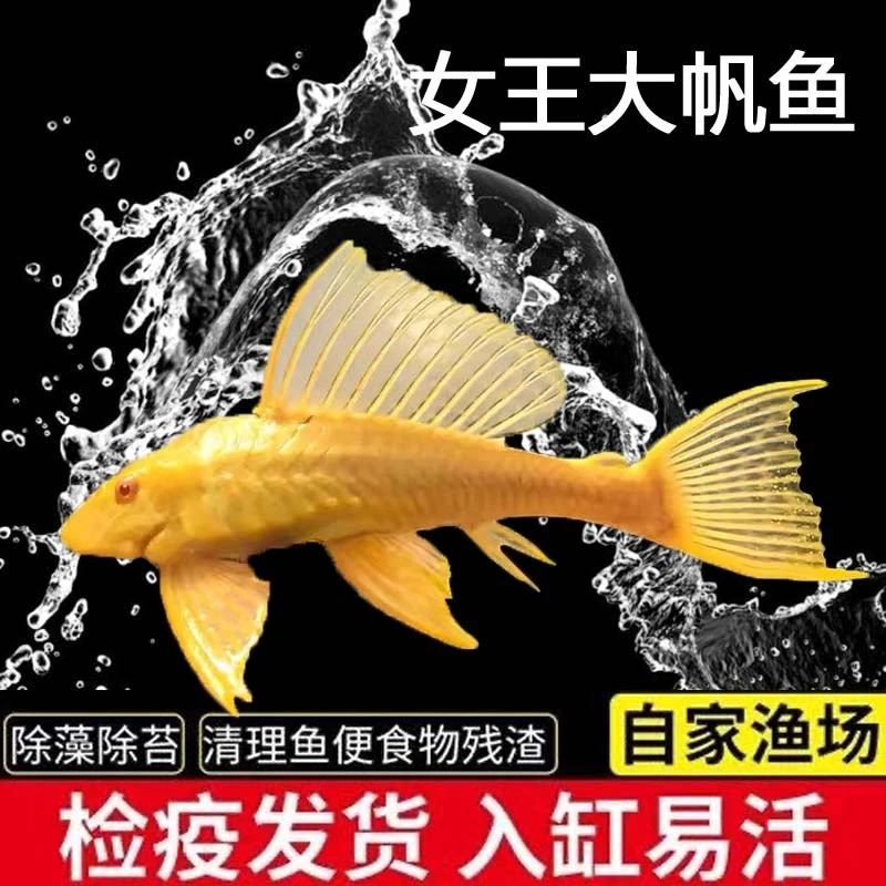 女王大帆清道夫垃圾鱼清洁鱼缸除藻工具鱼热带淡水观赏鱼清道夫鱼