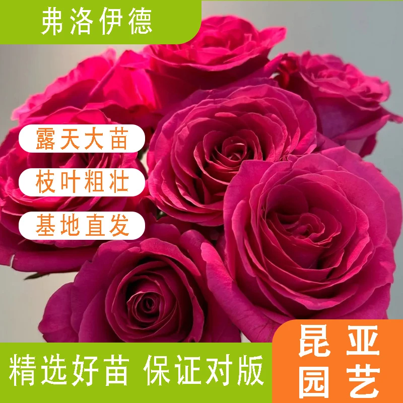 昆亚花园弗洛伊德月季花苗阳台庭院盆栽玫瑰花苗带花苞