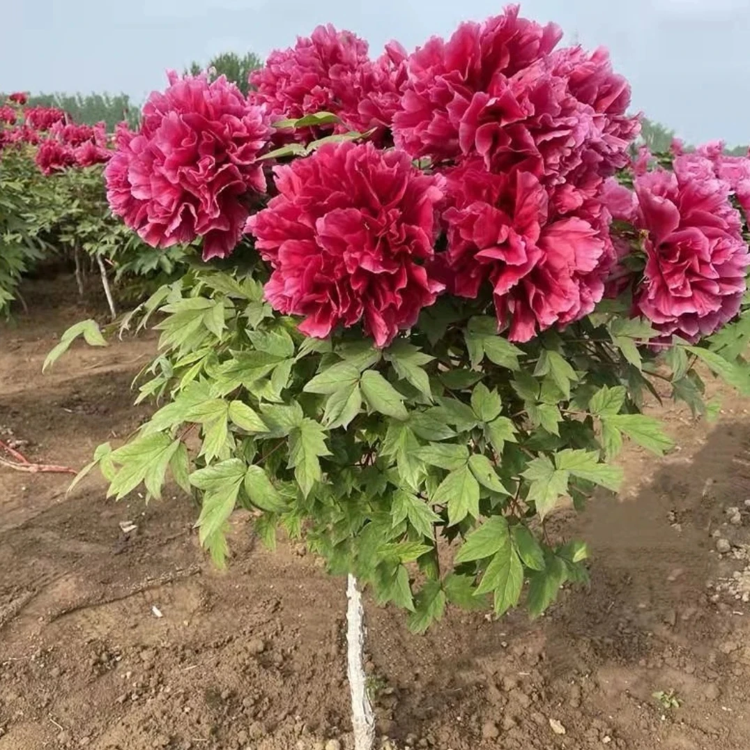[花王独杆] 牡丹丛生苗 庭院盆栽地栽