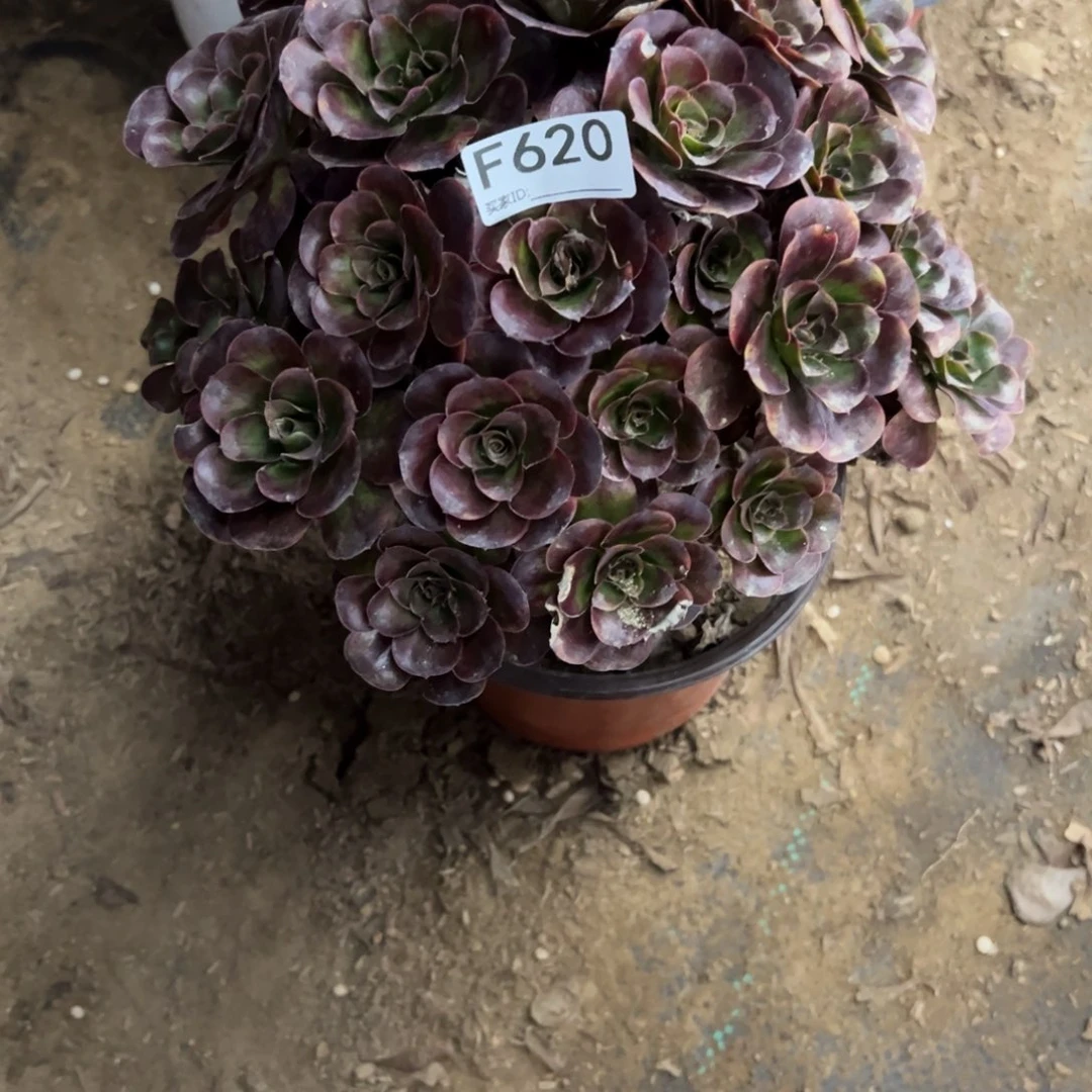 620玫金玫瑰多肉植物
