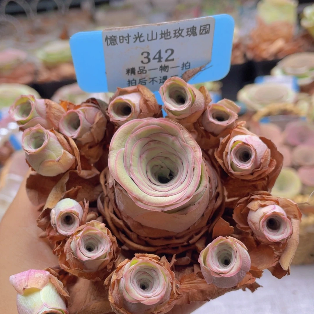 山地玫瑰342断枝不包损不售后