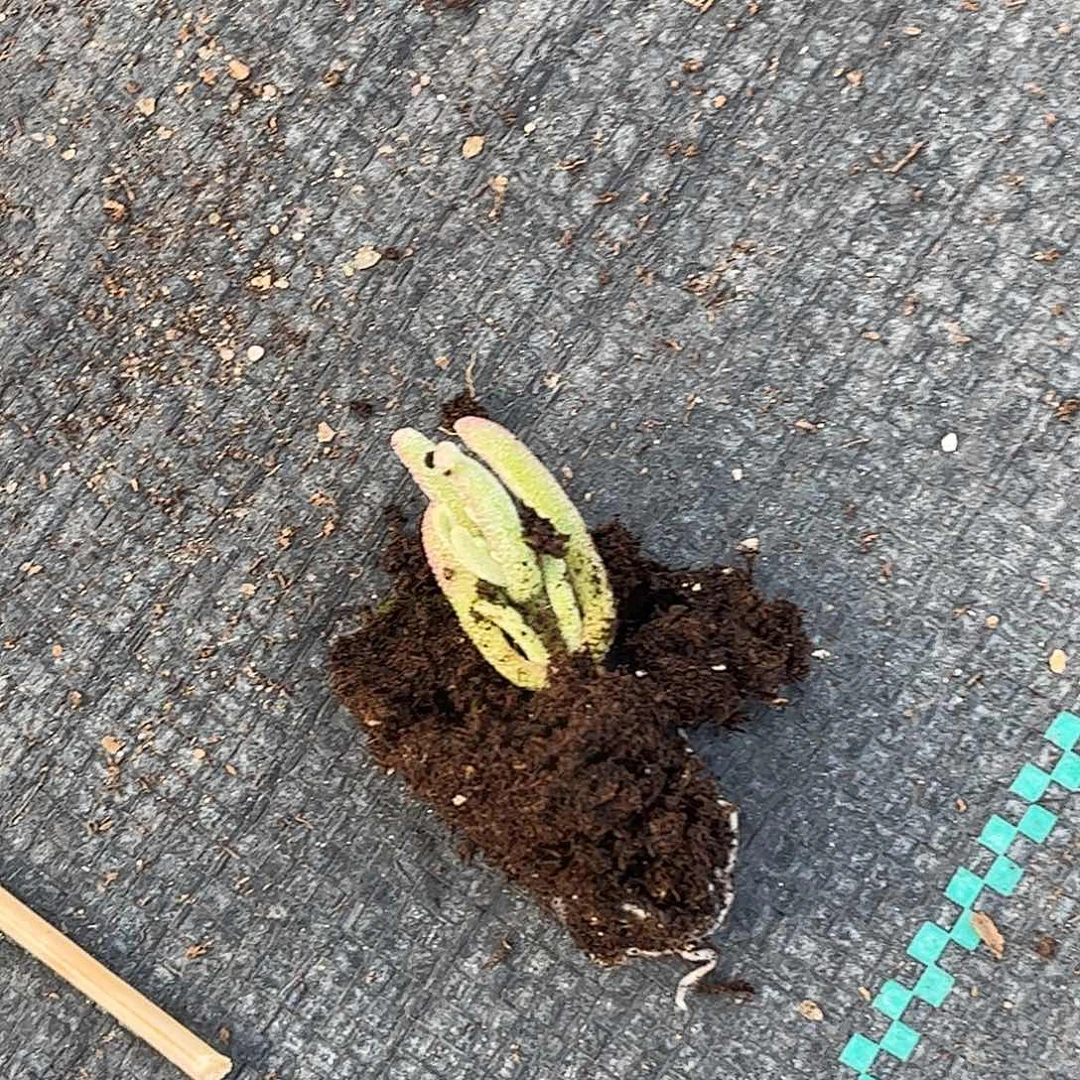 珊***️紫闪光优选枝干番杏