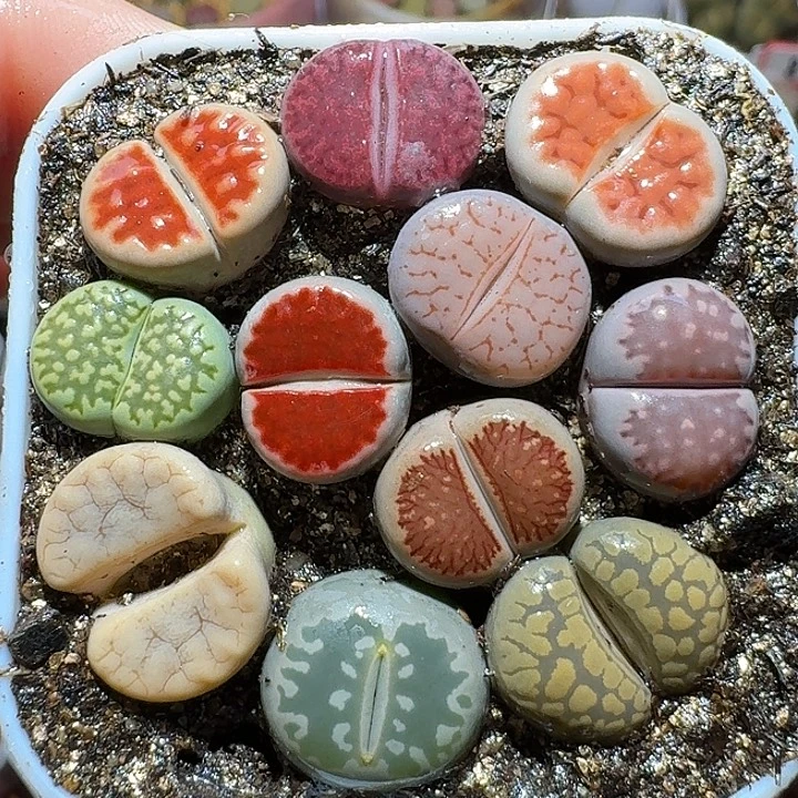 生石花111111。   283