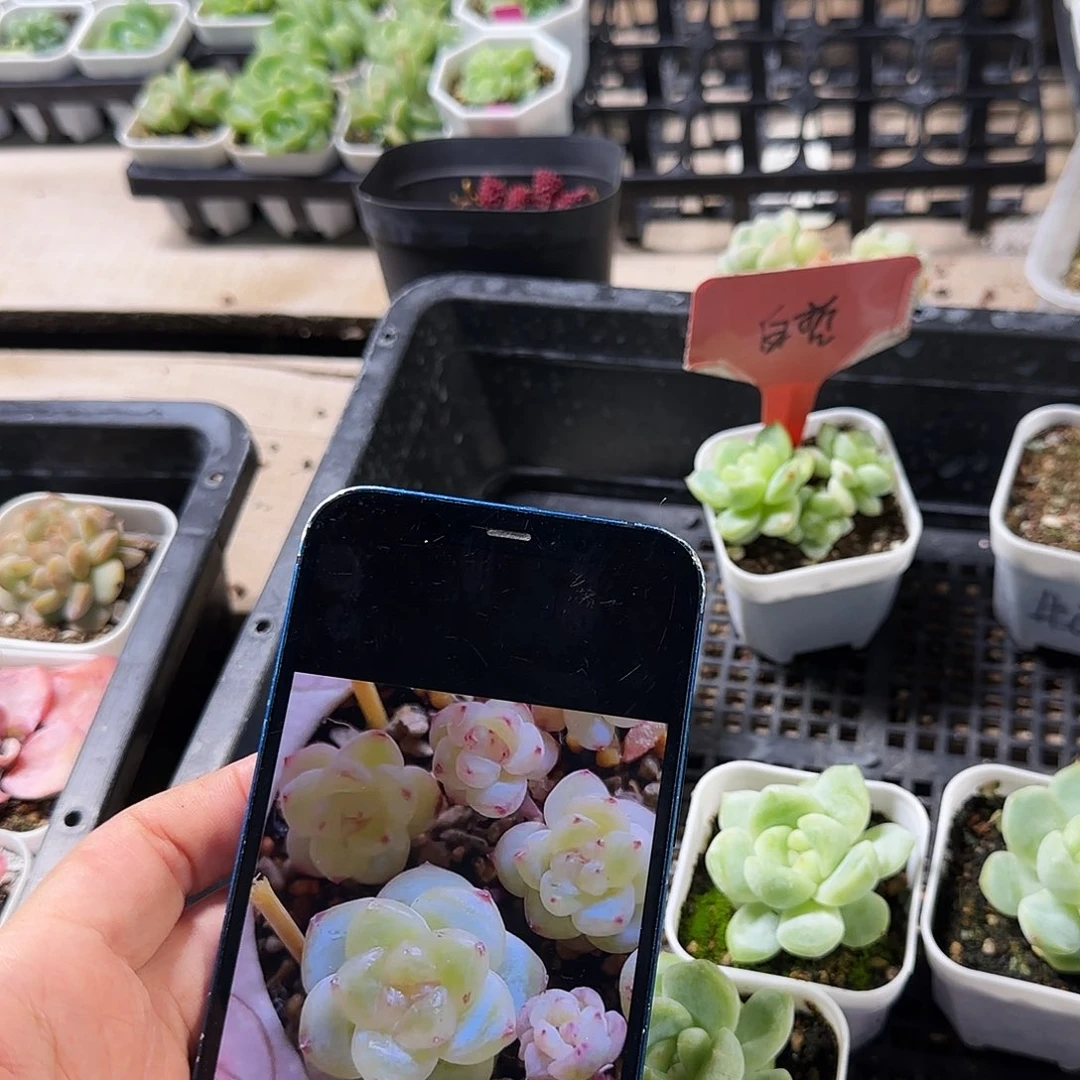 白泽盆一个满25包邮