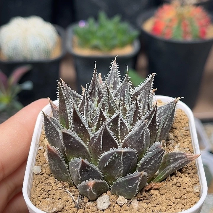 无花朵京紫寿硬叶十二卷一颗