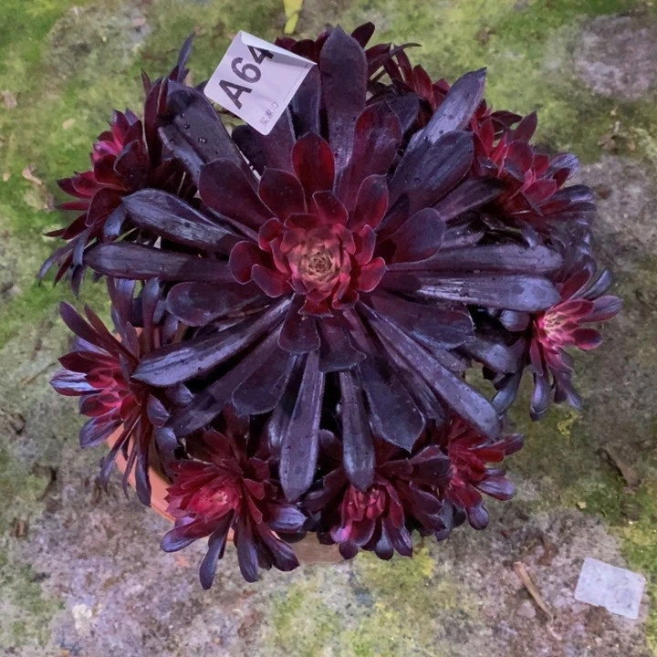 黑天鹅多肉植物646