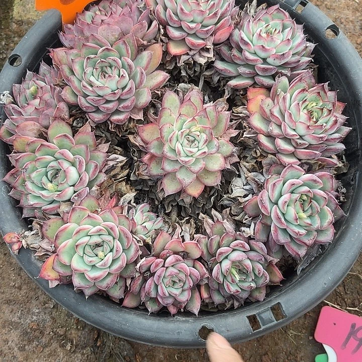 两单包邮，散，不售后64荷花