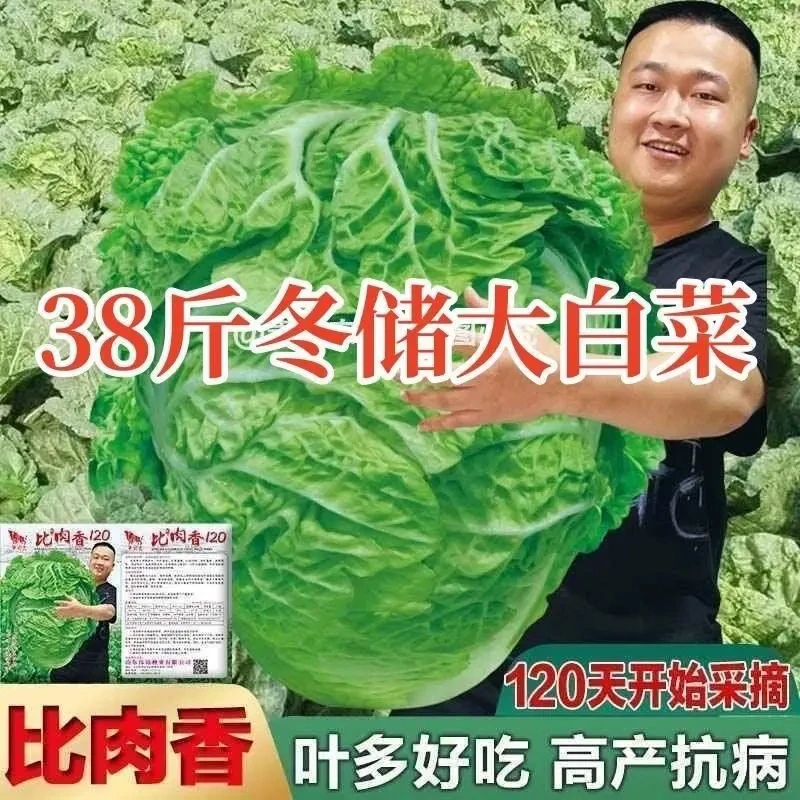 38斤越冬大白菜种子山东大白菜种籽大白菜种子抗病多叶白菜