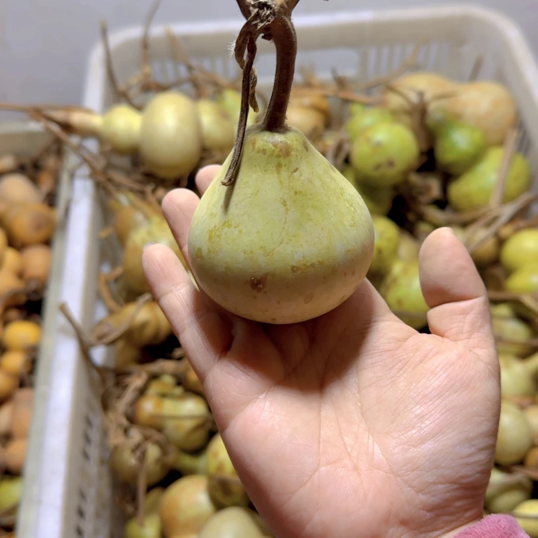 雾***云青皮葫芦不保成不退不换