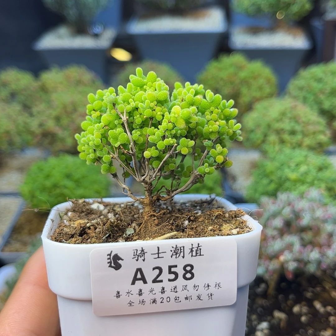 258蜜橘糖球枝干番杏