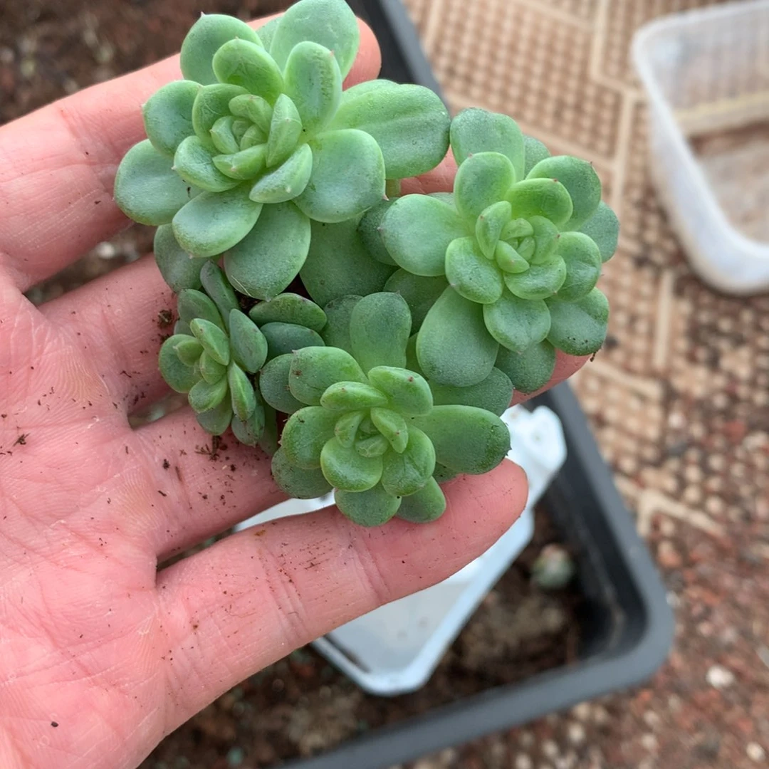 全部花朵高冷姐姐专拍珍妮
