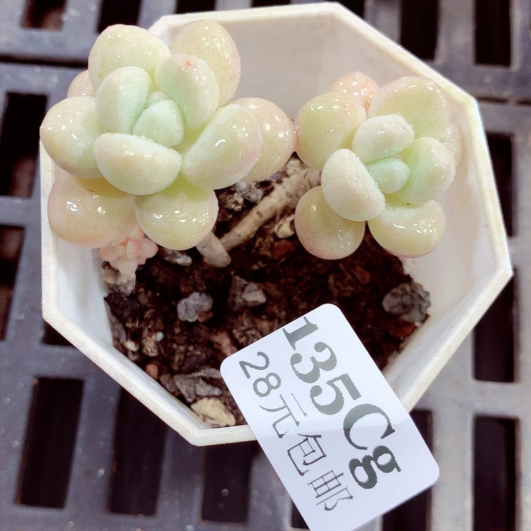 5厘米盆精控多肉135
