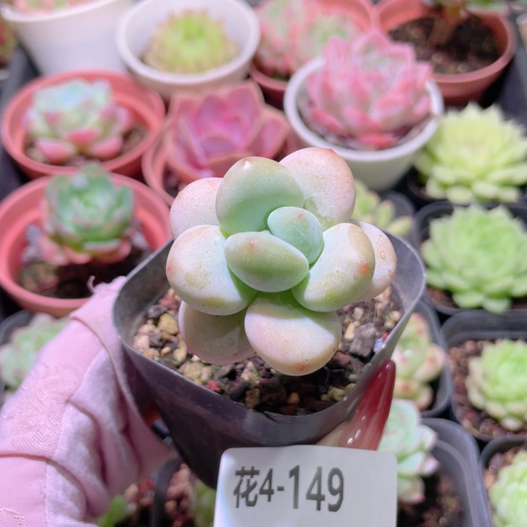 花利美4-149洛神单头