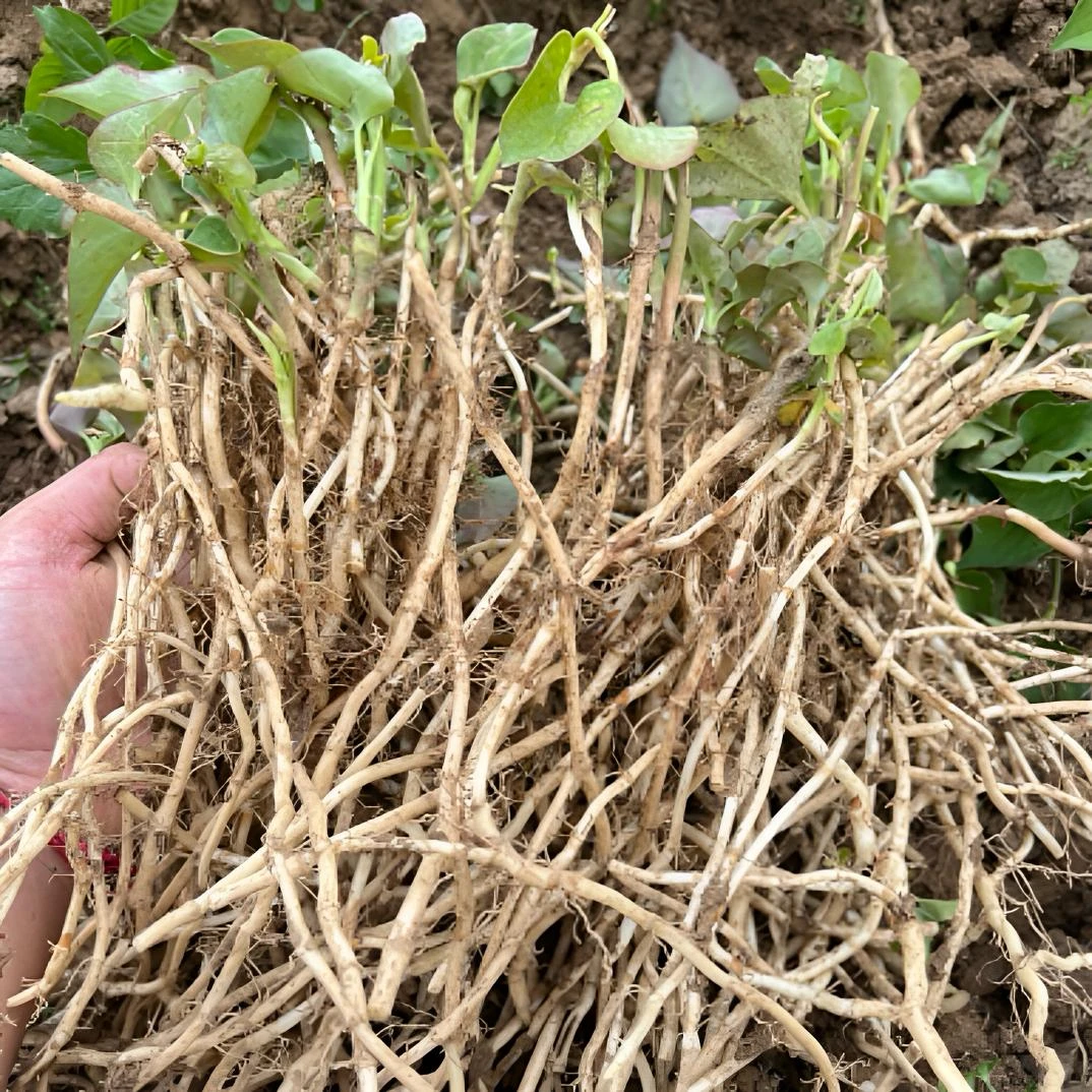 贵州农家自种新鲜折耳根现挖脆嫩应季蔬菜鱼腥草凉拌炒菜下饭健康