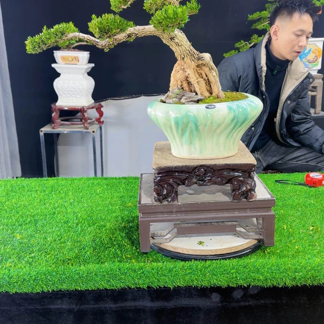 当前无花朵，栽培后可花朵