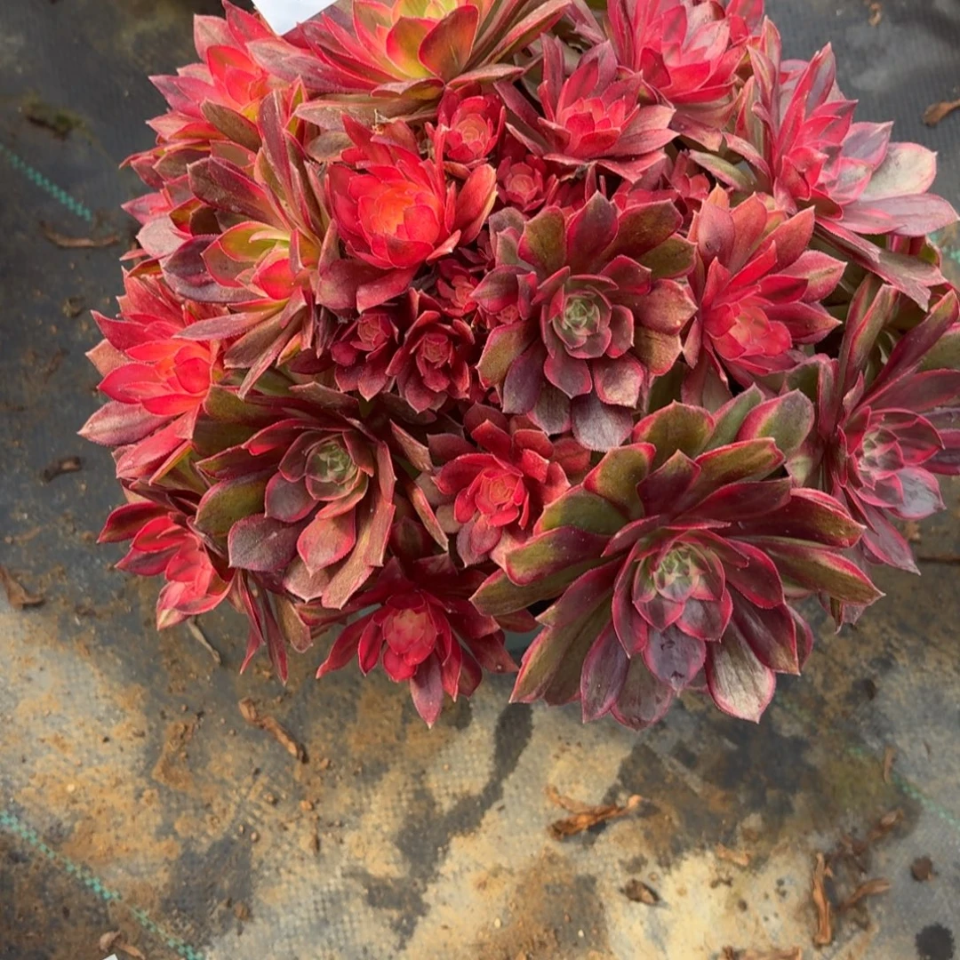 701黑膜锦福利特价