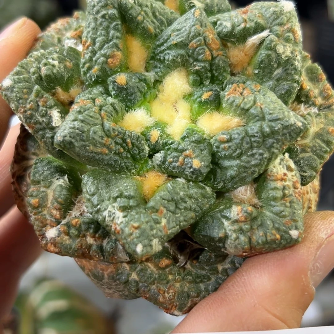 456 仙人球的牡丹啊