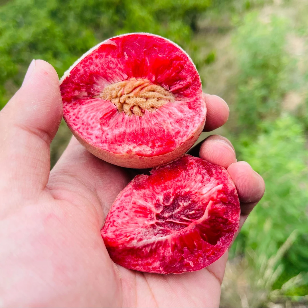 5斤湖北胭脂红血桃  老树老品种朱砂红新鲜应季水果