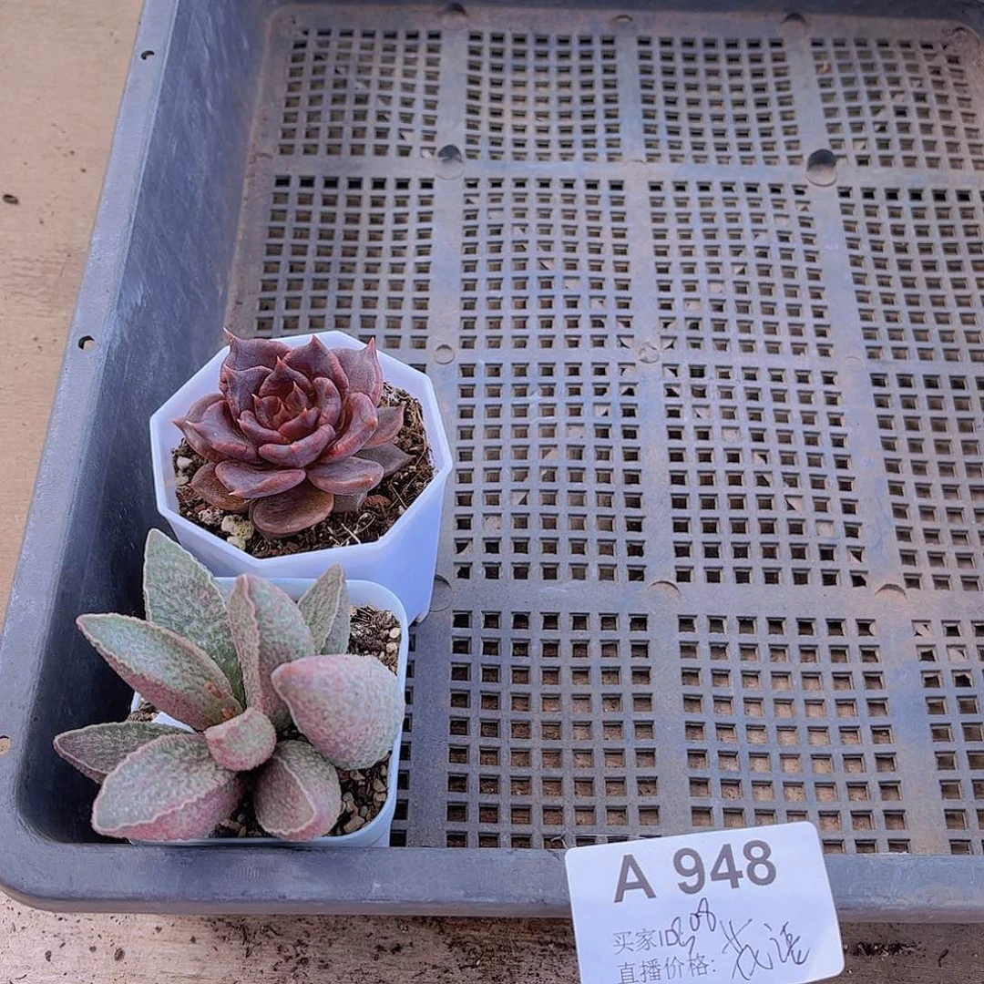 多肉948多肉植物
