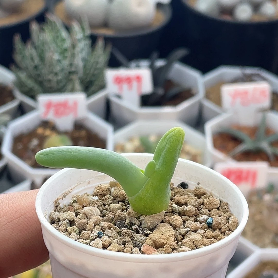 实生亲指姬 致远多肉