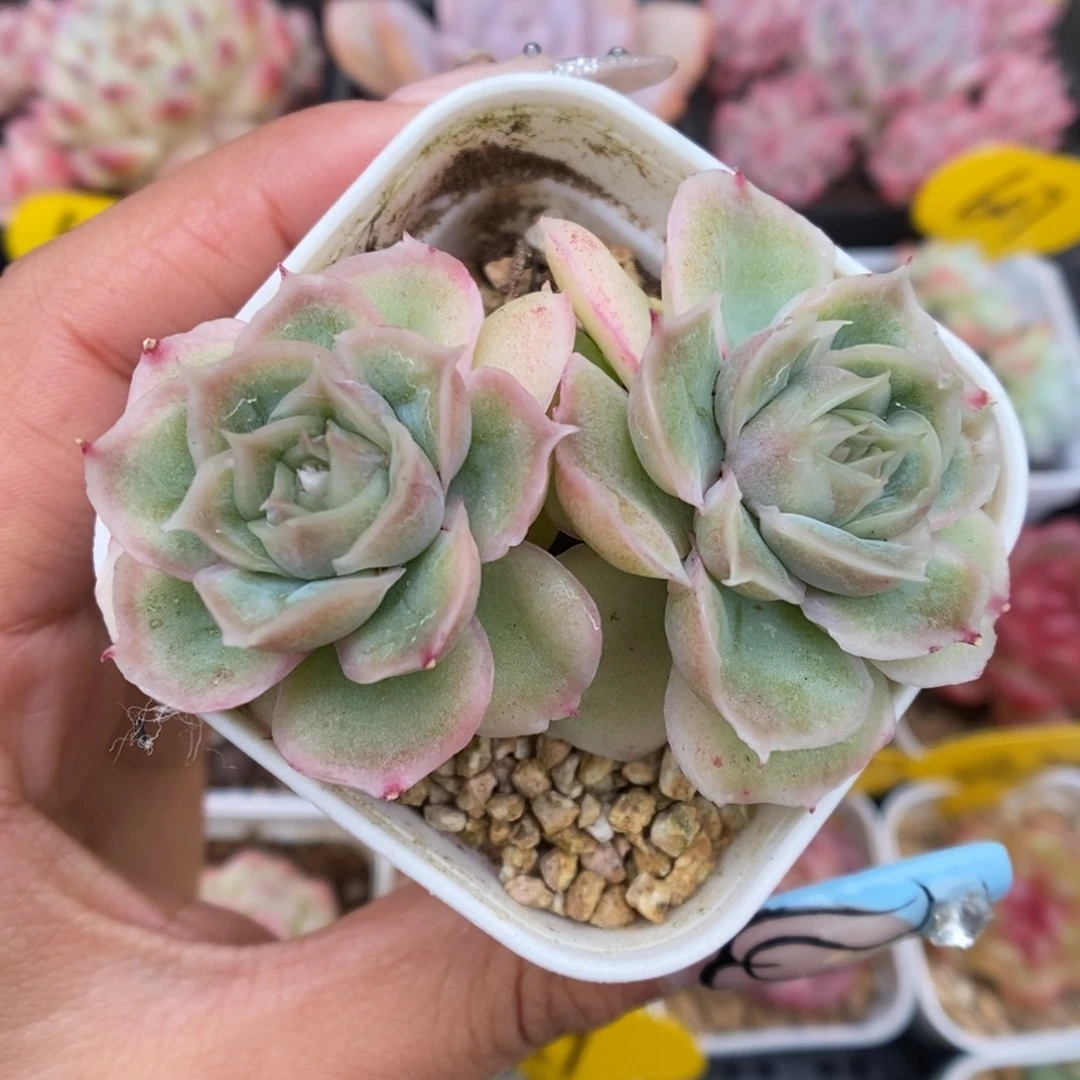 水晶虾饺455号。