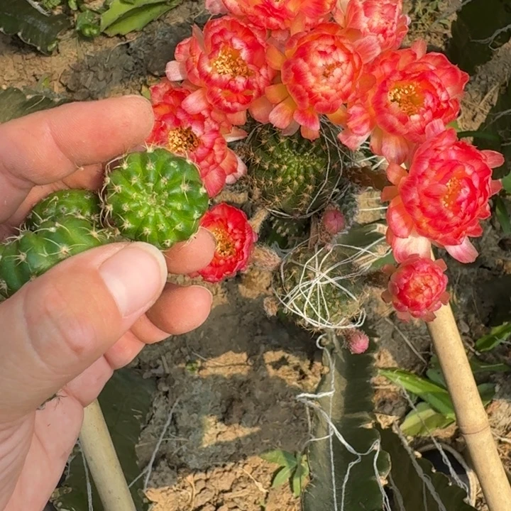 248丽130歪无根侧牙2公分左右