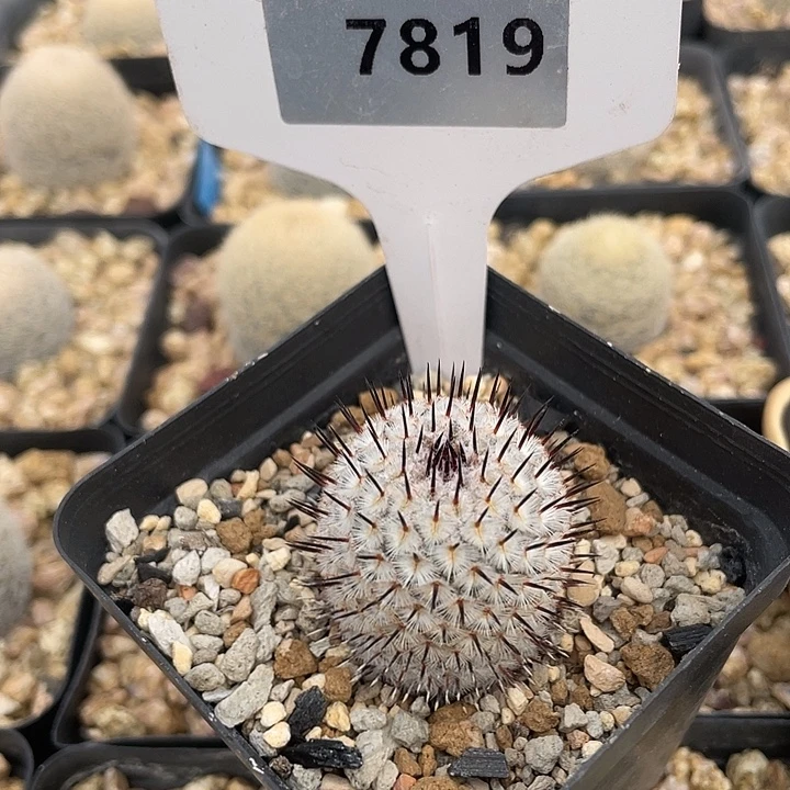 廿***叶7819 直刺佩雷实生裸根发货