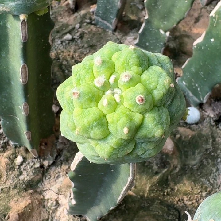 652黑肌大皱油仙