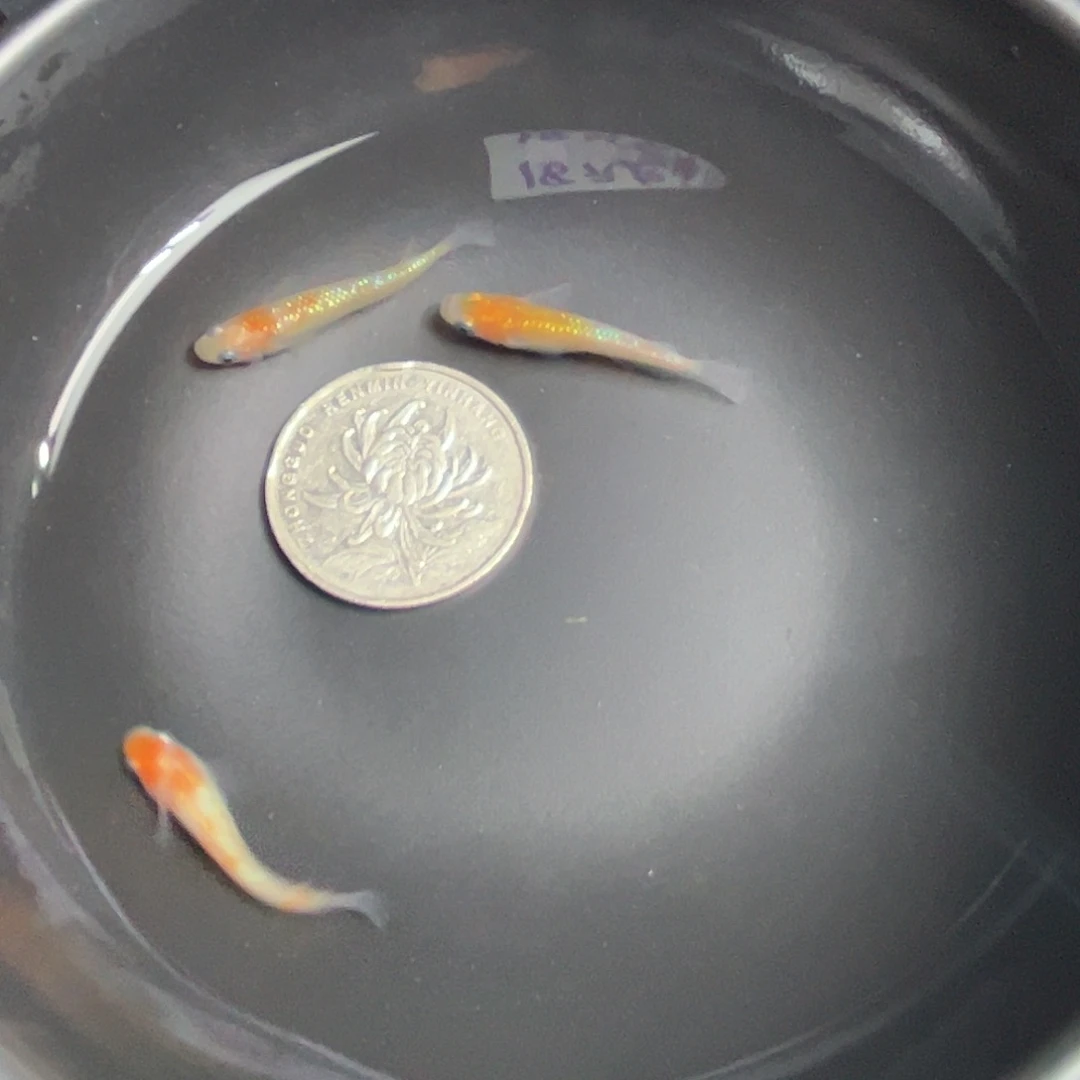 青鳉鱼上洲王华3条31号