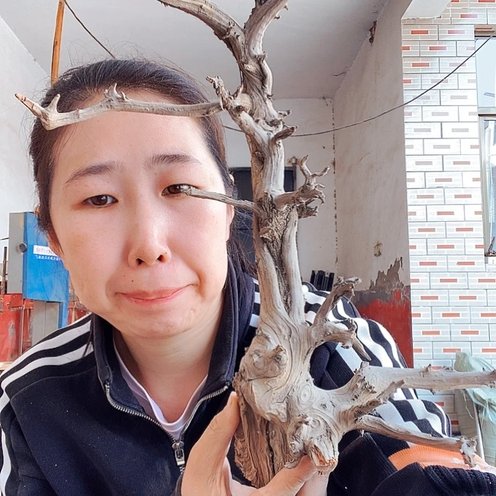 柏木（崖柏）河****馆太行山区