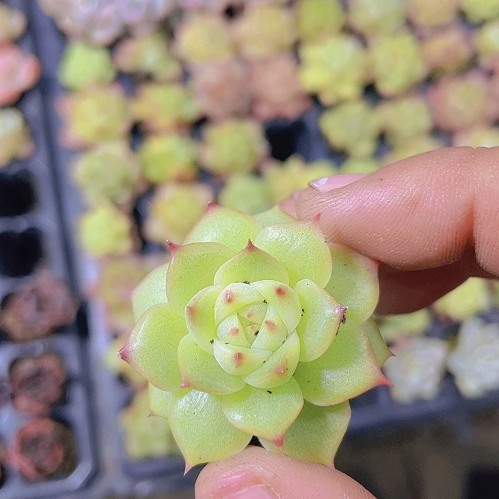 乌白【满10颗包邮】