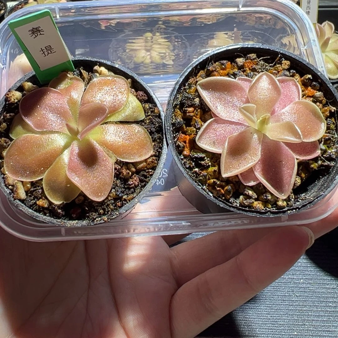 绯红骑士加赛提脱土发88042