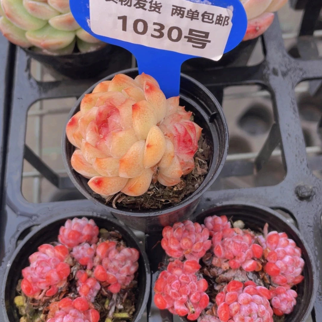 1030号全状态糖心珍妮一个