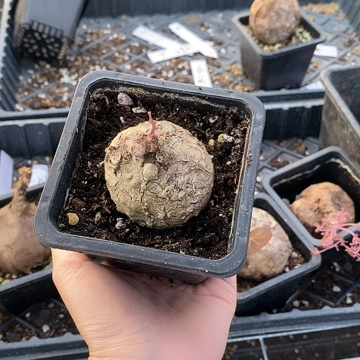 毛***片一叶龟一物一拍不包叶损