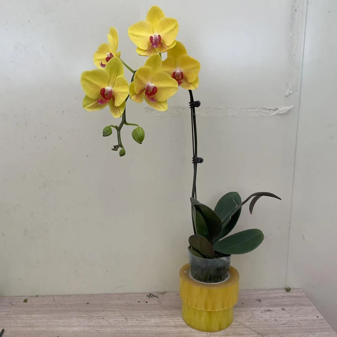 《皇冠》精品蝴蝶兰  清新淡雅 室内花卉