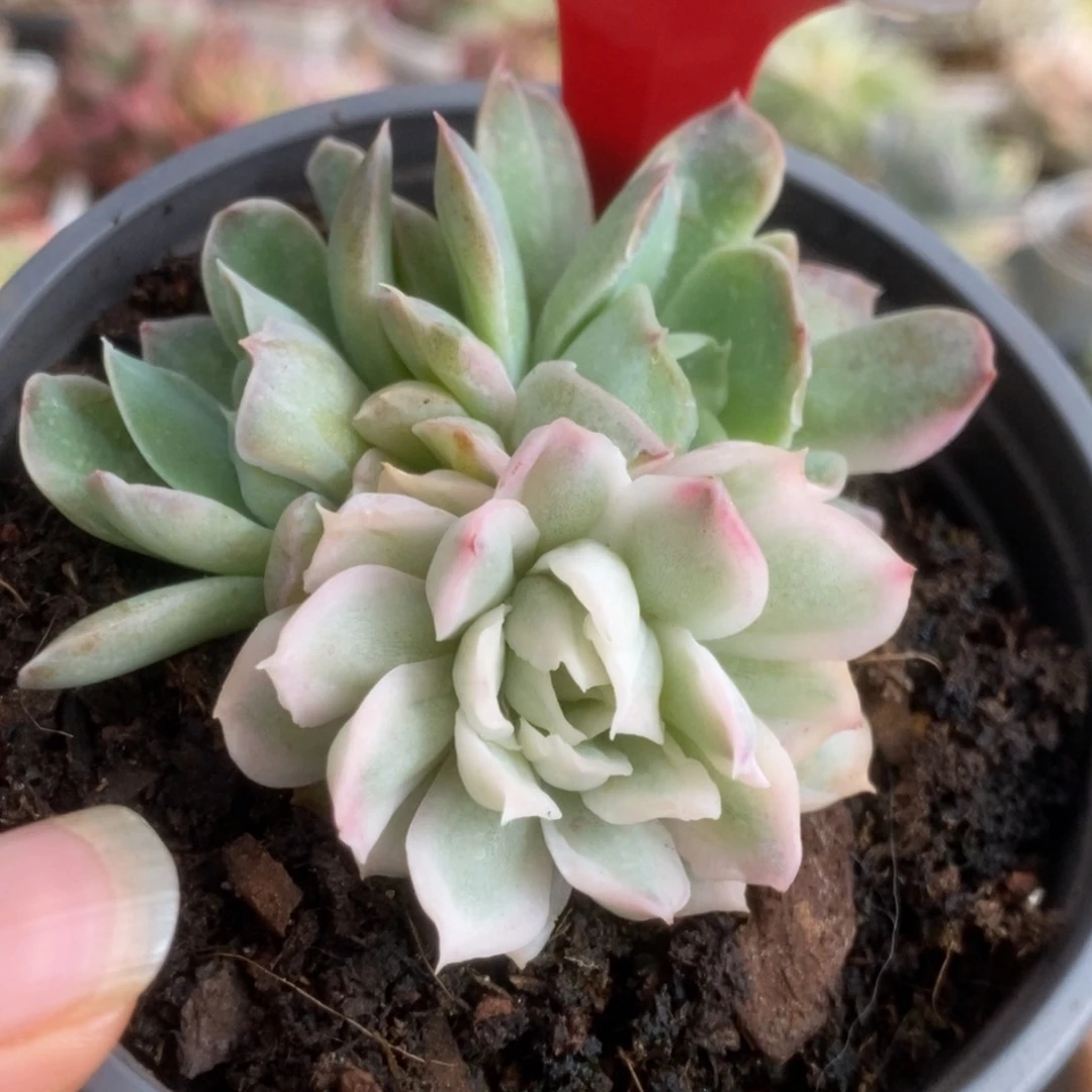 320海豚公主锦锦锦锦锦