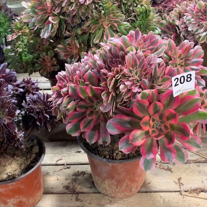 208粉女巫缀多肉大师