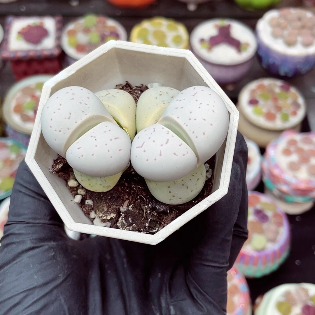 生石花18包邮0624-129