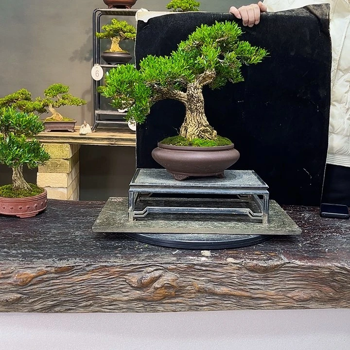 黄杨盆景四季常青不落叶