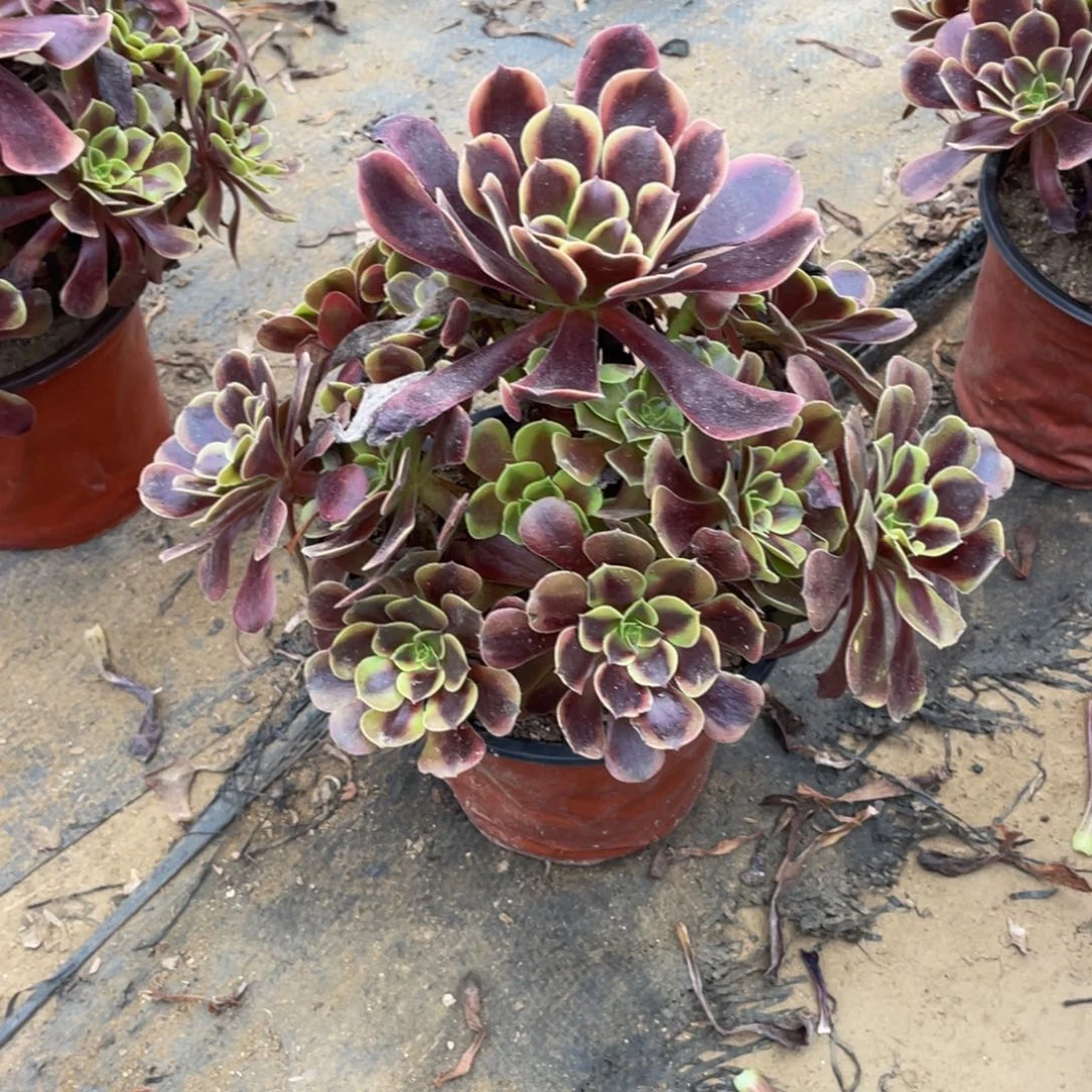 332欧嘉莉法师多肉断枝不包