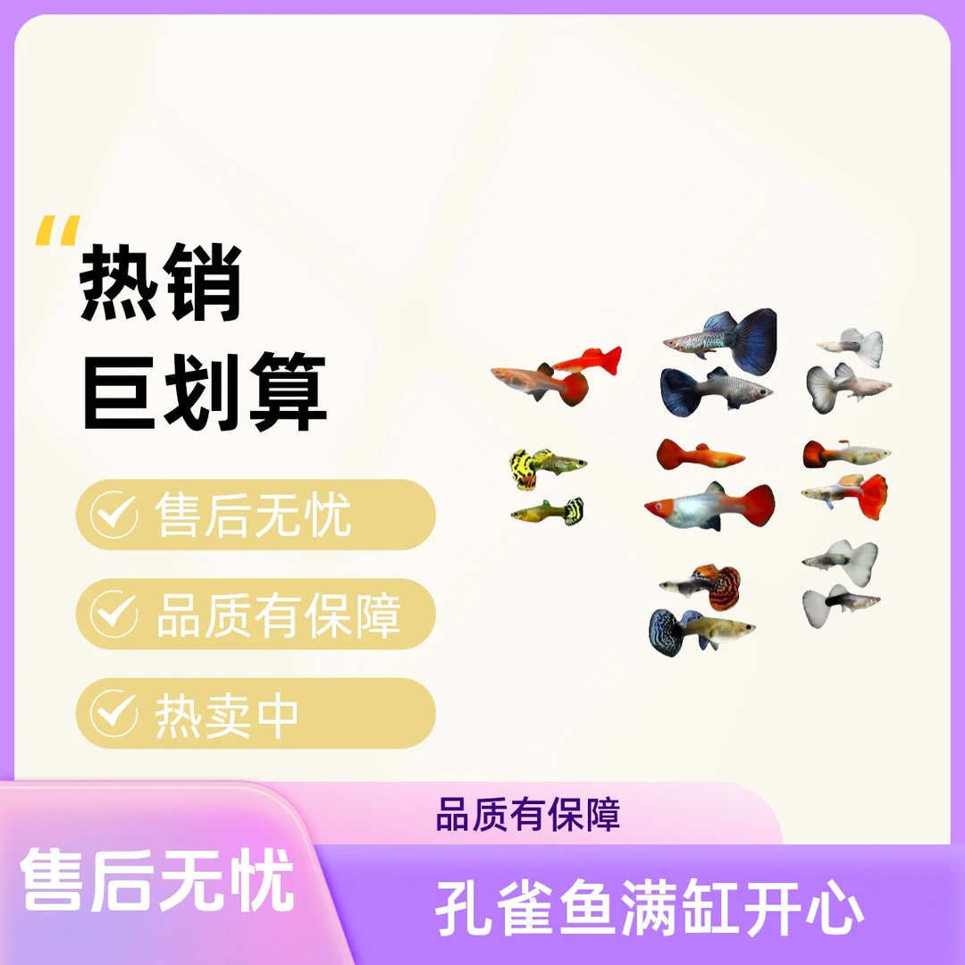 【精美孔雀鱼全家福】共发1条（2-3cm）