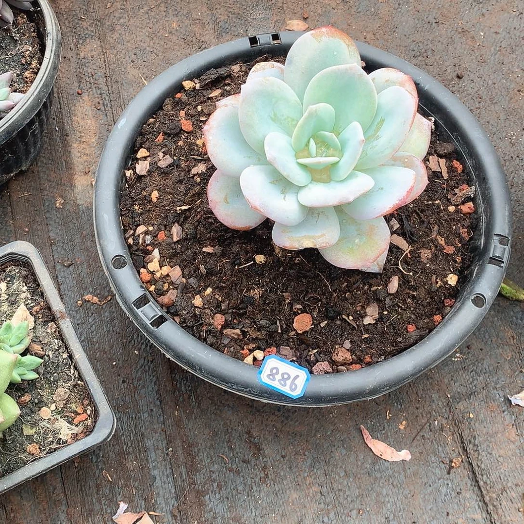 886奶茶 一物一拍多肉