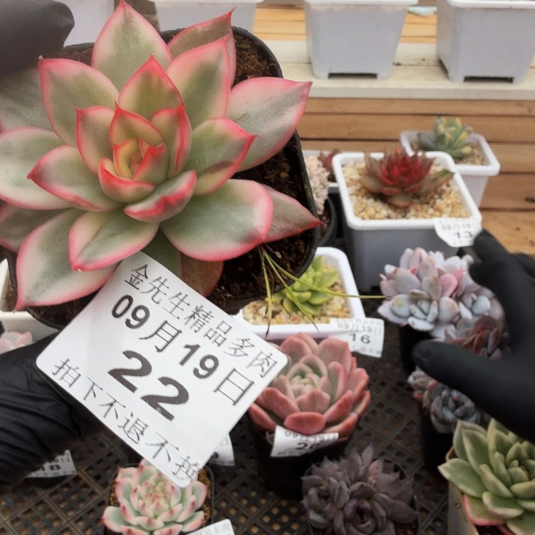 0919-22不知名锦单头